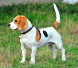 Portrait Of A Beautiful Beagle.