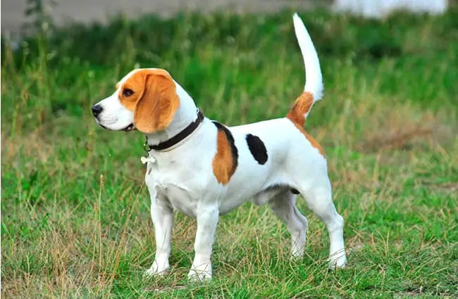 Portrait of a beautiful beagle.