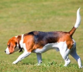 Beagle Following His Nose In A Field.