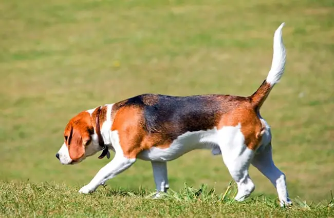 Beagle following his nose in a field.