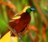 Stunning Cendrawasih Bird Of Paradise.photo By: (C) Sydeen Www.fotosearch.com