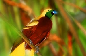 Stunning Cendrawasih bird of paradise.Photo by: (c) sydeen www.fotosearch.com