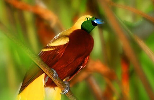 blue bird of paradise animal