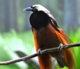 Greater Bird-Of-Paradise. Photo By: (C) Davidcarillet Www.fotosearch.com