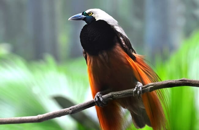 Greater Bird-of-paradise. Photo by: (c) DavidCarillet www.fotosearch.com