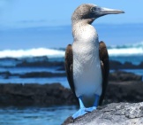 Blue Footed Booby At The Water&#039;S Edge