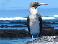 Blue Footed Booby at the water's edge