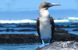 Blue Footed Booby at the water's edge