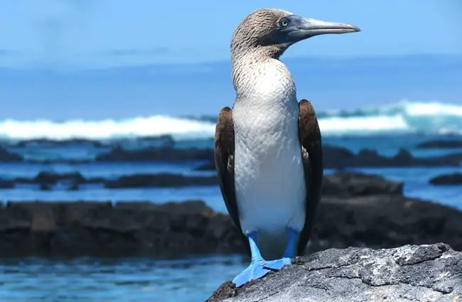 Blue Footed Booby Description Habitat Diet And Interesting Facts Blue Footed Booby Description Habitat Diet And Interesting Facts