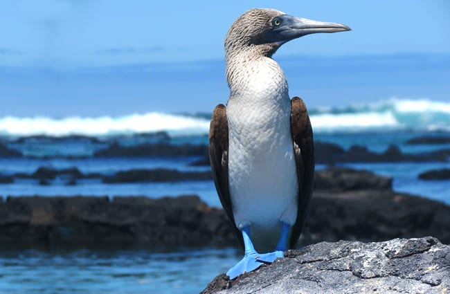 Blue Footed Booby - Description, Habitat, Diet, and Interesting Facts