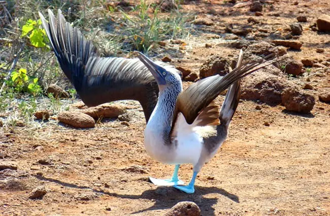 Blue Footed Booby with wings spread