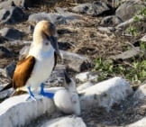 Mother Blue Footed Booby Feeding Her Chick