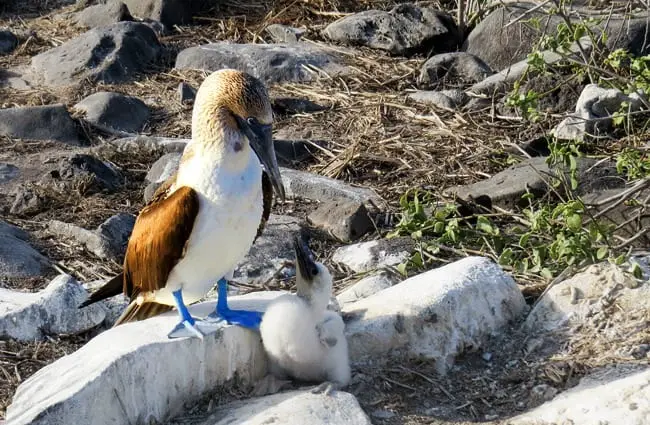 Mother Blue Footed Booby feeding her chick