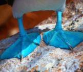 Feet Of A Blue Footed Booby
