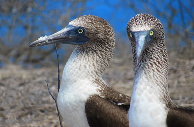 A pair of Feet of a Blue Footed Boobies