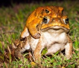 Two Cane Toads Mating. Photo By: (C) Jaykayl Www.fotosearch.com