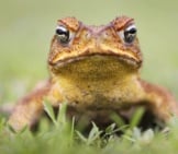 Cane Toad - Also Known As A &Quot;Giant Neotropical,&Quot; Or &Quot;Marine Toad.&Quot;Photo By: (C) Isonphoto Www.fotosearch.com