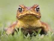 Cane Toad - also known as a "giant neotropical," or "marine toad."Photo by: (c) isonphoto www.fotosearch.com