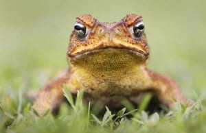 Cane Toad - also known as a "giant neotropical," or "marine toad."Photo by: (c) isonphoto www.fotosearch.com