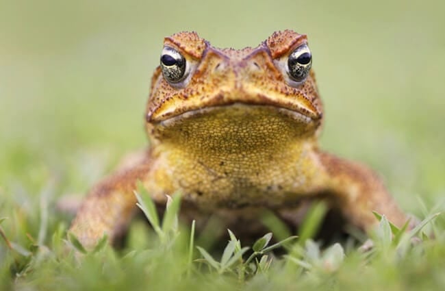 Cane Toad - also known as a &quot;giant neotropical,&quot; or &quot;marine toad.&quot;Photo by: (c) isonphoto www.fotosearch.com
