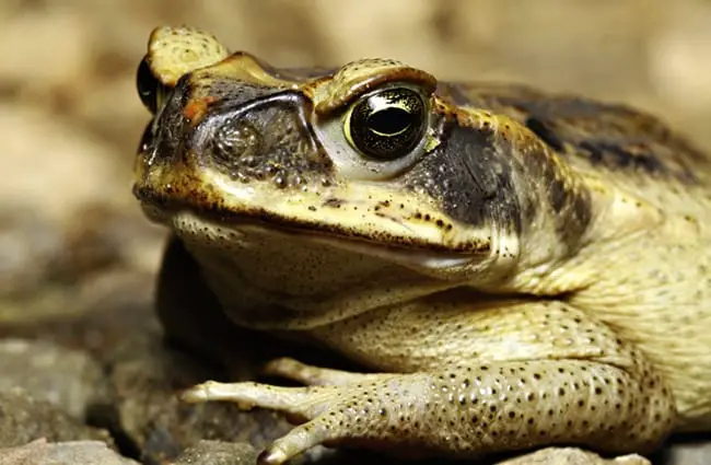 Closeup of a cane toad - notice his large eyes. Photo by: (c) kikkerdirk www.fotosearch.com