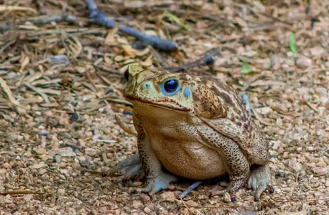 Cane toad on the forest floor.