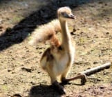 Cassowary Chick.