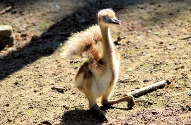Cassowary chick.