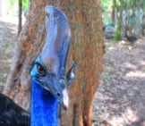 Closeup Of A Cassowary&#039;S Casque.photo By: Albertstraubhttps://Creativecommons.org/Licenses/By/2.0/