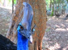 Closeup of a cassowary's casque.Photo by: albertstraubhttps://creativecommons.org/licenses/by/2.0/
