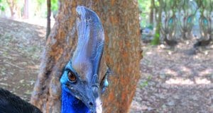 Closeup of a cassowary's casque.Photo by: albertstraubhttps://creativecommons.org/licenses/by/2.0/