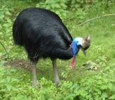 Southern Cassowary. Photo By: Raphaël Quinet Https://Creativecommons.org/Licenses/By/2.0