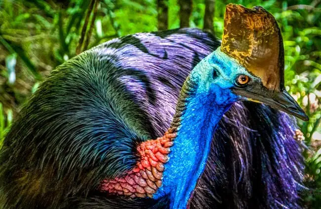 Closeup of a cassowary, photographed in Wangetti, Australia. Photo by: Steven dosRemedios https://creativecommons.org/licenses/by/2.0