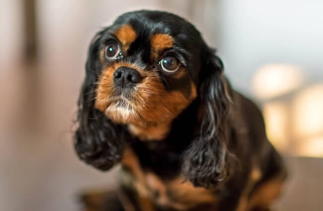 Portrait of a Cavalier King Charles Spaniel puppy. Photo by: www.david baxendale.com https://creativecommons.org/licenses/by-nd/2.0/