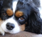 Closeup Portrait Of A Young Cavalier King Charles Spaniel
