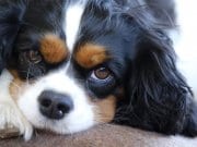 Cavalier King Charles Spaniel Closeup portrait of a young Cavalier King Charles Spaniel