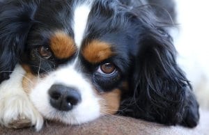 Closeup portrait of a young Cavalier King Charles Spaniel