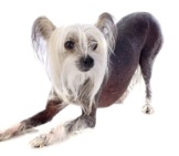 Beautiful Chinese Crested.photo By: (C) Cynoclub Www.fotosearch.com