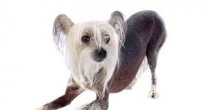 Beautiful Chinese Crested.Photo by: (c) cynoclub www.fotosearch.com
