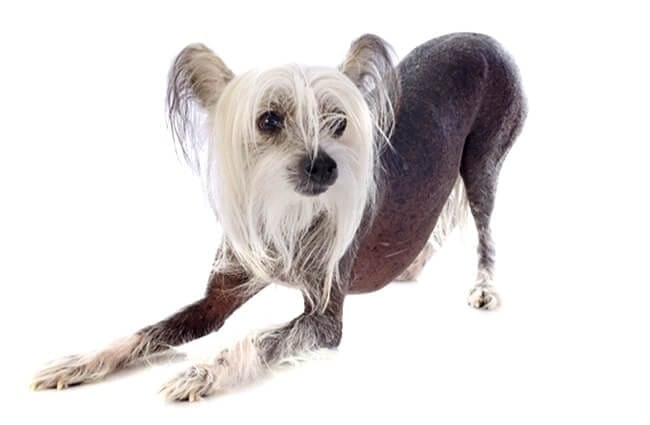 Beautiful Chinese Crested.Photo by: (c) cynoclub www.fotosearch.com