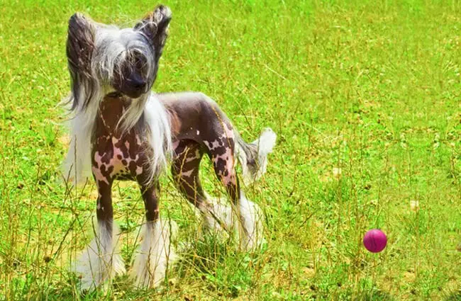 Chinese Crested playing in the summer sun. Photo by: (c) olgacov www.fotosearch.com
