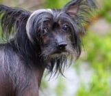 Black Chinese Crested.