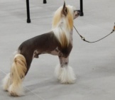 Chinese Crested In Show Position. Photo By: Jena Fuller Https://Www.flickr.com/Photos/Jsf539/15280425996/