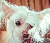 Closeup Of A White Chinese Crested. Photo By: (C) Liukov Www.fotosearch.com
