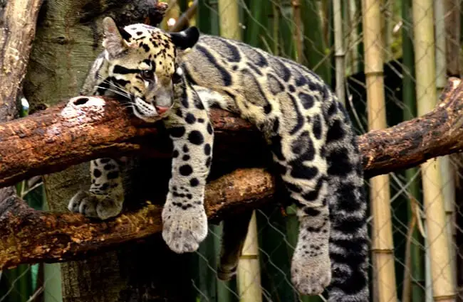 Sleepy clouded leopard on a tree branch. Photo by: Charles Barilleaux https://creativecommons.org/licenses/by-sa/2.0/