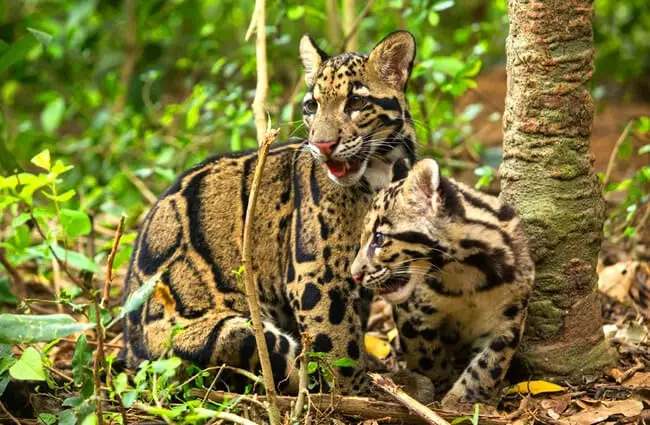 A pair of clouded leopards playing in the forest. Photo by: (c) Rufous www.fotosearch.com