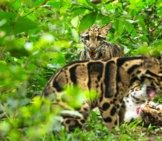 Clouded Leopard Camouflage. Photo By: (C) Rufous Www.fotosearch.com