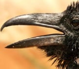 Closeup Of A Crow&#039;S Bill.