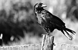 Crow sitting on an old fence post.