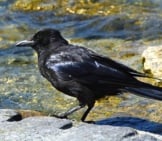 Crow Bathing In The Creek.